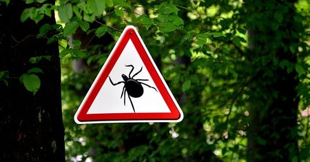 Egzotyczne kleszcze w Polsce. Ich ukąszenie może być bardzo niebezpieczne