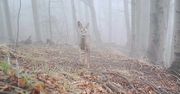 W kadrze fotopułapki. Fascynujące ujęcia z głębi lasu