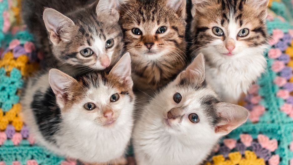 cat, kittens, animal, cute, pet, feline, pets, kitty, domestic, cats, fur, white, young, adorable, baby, small, mammal, eyes, beautiful, portrait, tabby, animals, sweet, furry, five, colourful, blanket, colorful