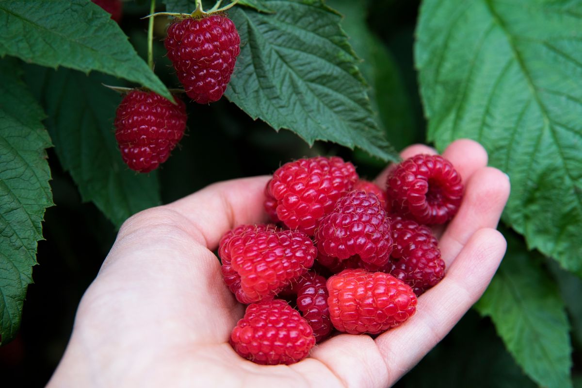 Raspberry power: Centuries-old superfruit with modern health perks