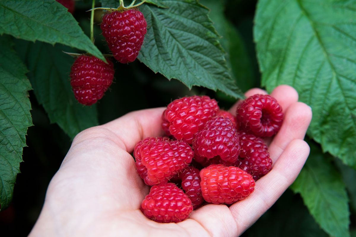 A taste of history: The health perks of raspberries revealed