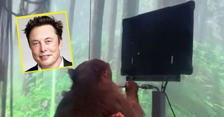 Elon Musk połączył jej mózg z implantem. Małpa zrobiła coś niewiarygodnego