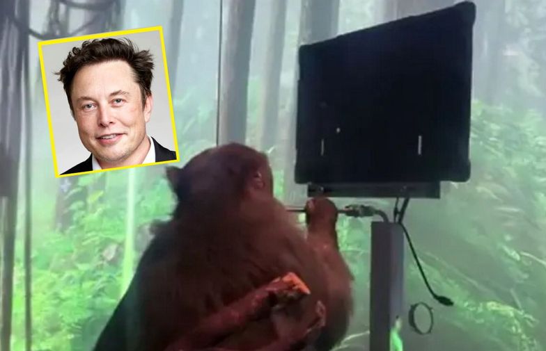Elon Musk połączył jej mózg z implantem. Małpa zrobiła coś niewiarygodnego