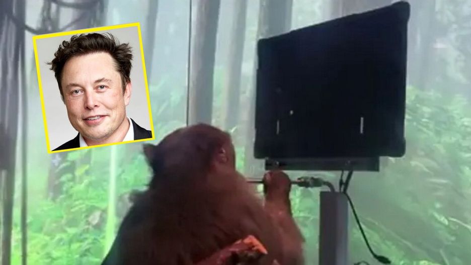 Elon Musk znowu zaskakuje