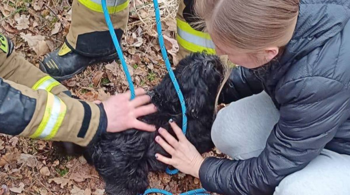 Dramatyczna akcja ratunkowa w Zielonej Górze. Suczka Peppa uratowana z głębokiej rury