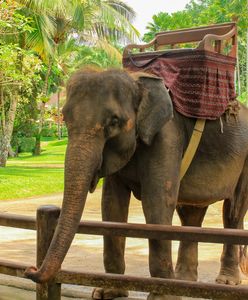 Horror turystki na Bali. Słoń zmiażdżył jej rękę