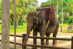 Horror turystki na Bali. Słoń zmiażdżył jej rękę