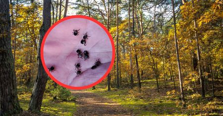 Pilny komunikat Lasów Państwowych. "Uważajcie na milusińskich"