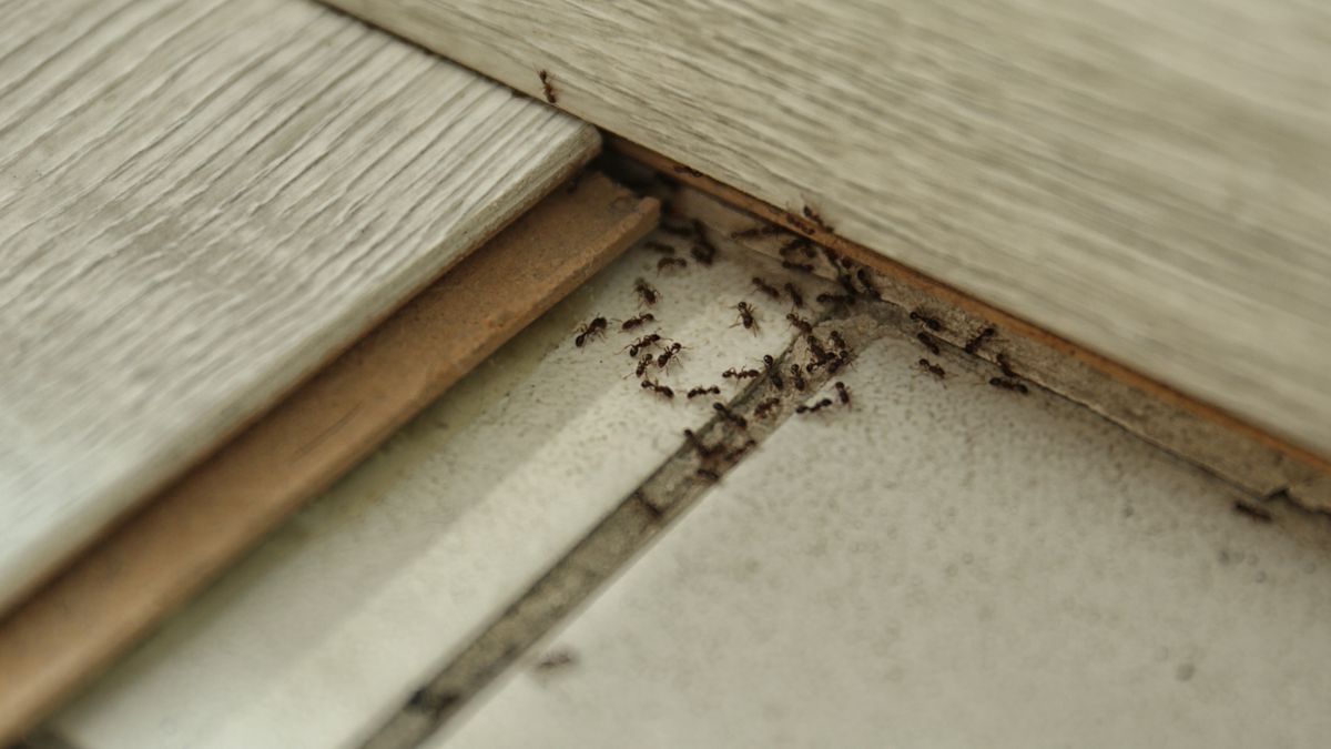 Jak szybko pozbyć się mrówek?