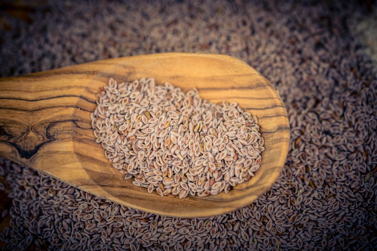 Plantago psyllium - Delicacies