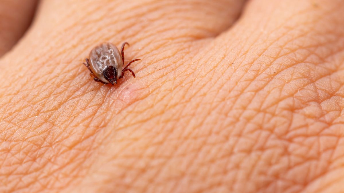 Kleszcze mogą powodować boreliozę