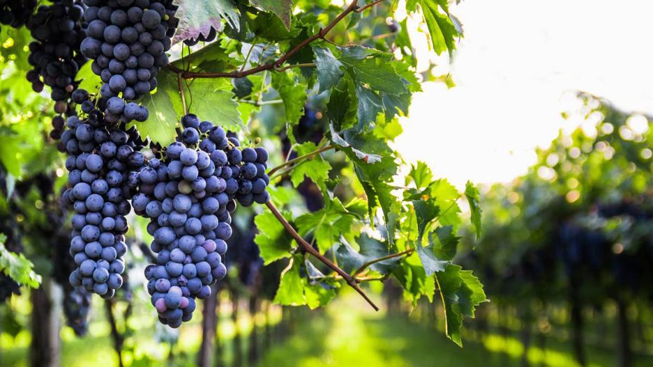 Winobranie w Zielonej Górze