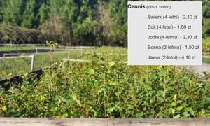 1,50 zł za sosnę. Leśnicy sprzedają sadzonki drzew