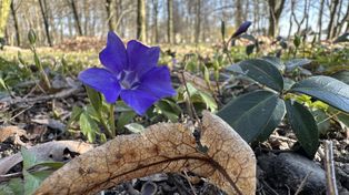 Zadzim: Pierwsze oznaki wiosny w parku. Natura budzi się do życia