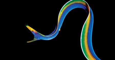 Laureaci Underwater Photo Contest odkrywają przed nami ogrom piękna podwodnych głębin