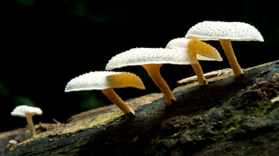 Ewolucja nas dogania - odkryto grzyby, które żywią się plastikiem