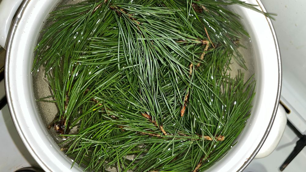 W maju zbieraj igły ze świerku
