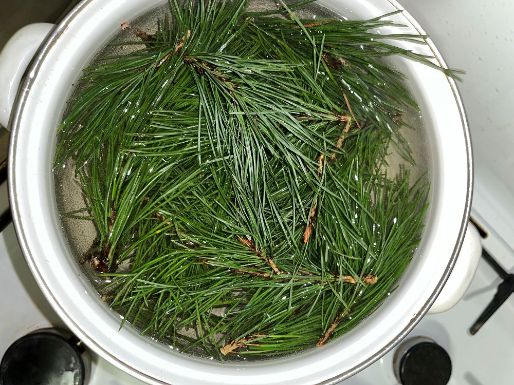 To najlepszy czas na zbiory. Świerkowa kuracja działa cuda