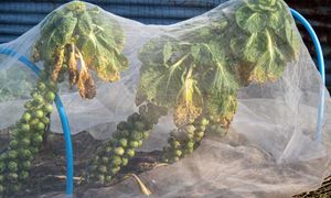 Wiosenne przymrozki wyrządzają szkody. Pierwsze sygnały i sposoby na to, jak ochronić rośliny