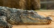 Hiszpania. Krokodyl nilowy w rzecze. Policja apeluje do mieszkańców