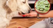 Czy pies może jeść bób? Wielu opiekunów o tym nie wie