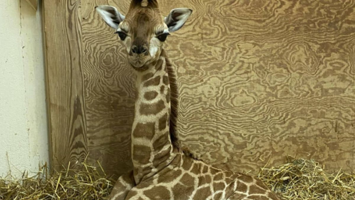 Żyrafa Pietruszka z warszawskiego zoo obchodzi urodziny