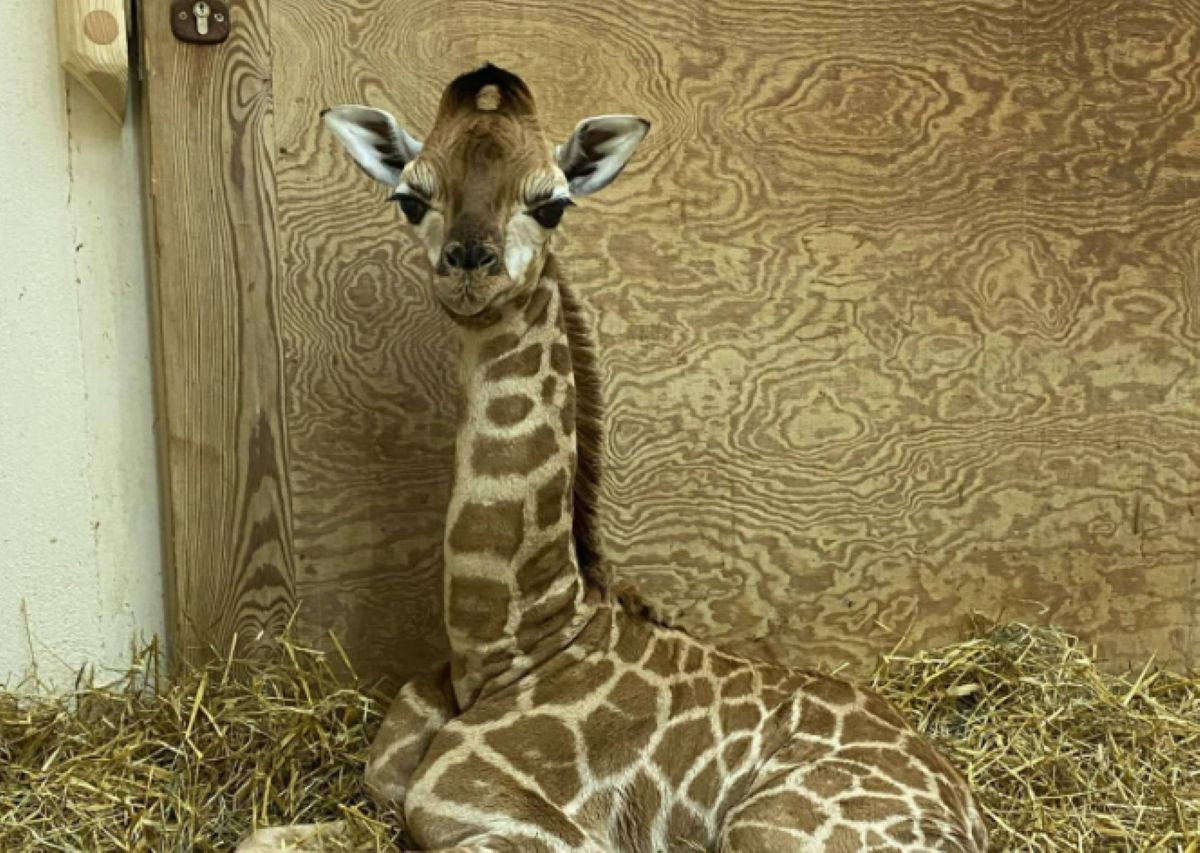 Wielkie święto w warszawskim zoo.  Żyrafa Pietruszka obchodzi urodziny