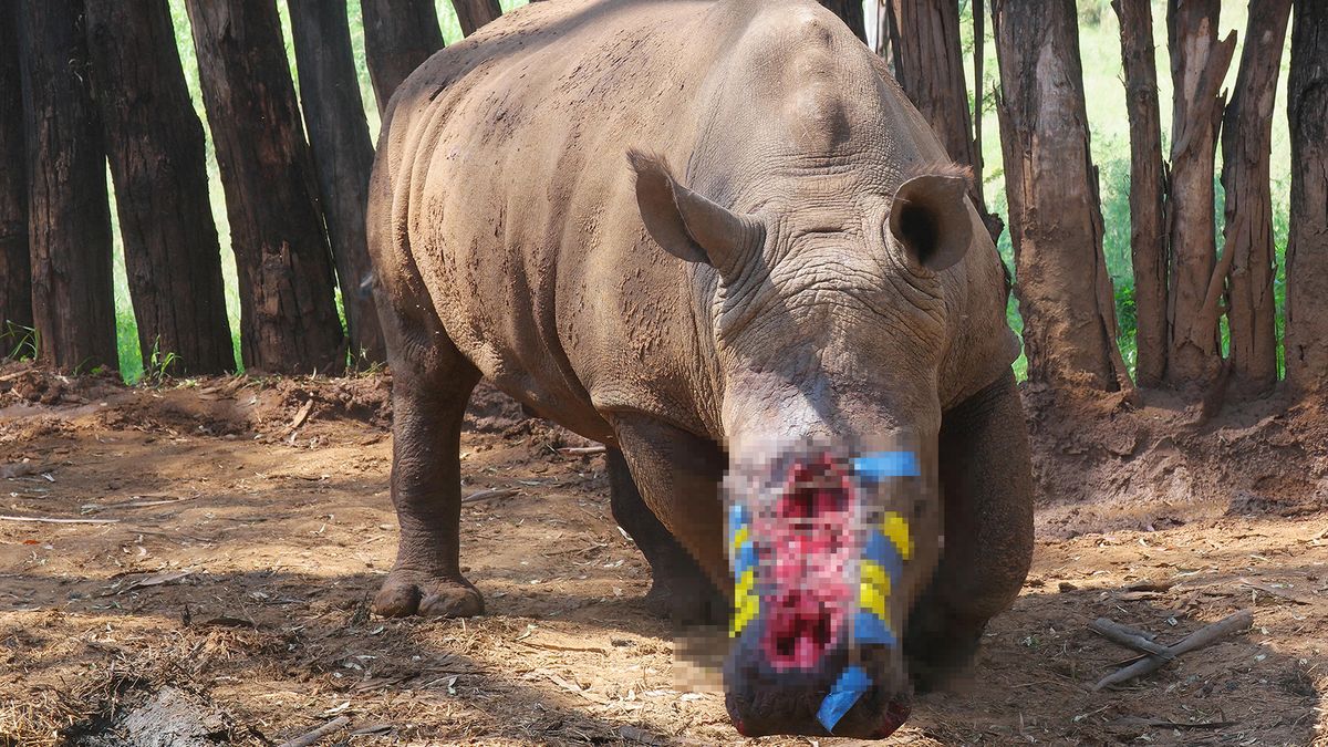 Te zdjęcia łamią serce. Na szczęście nosorożca uratowano po ataku kłusowników 1