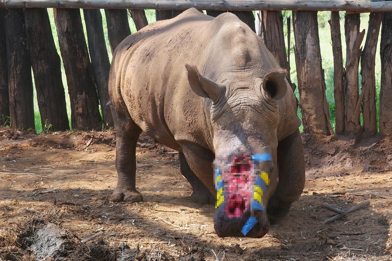 Te zdjęcia łamią serce. Na szczęście nosorożca uratowano po ataku kłusowników
