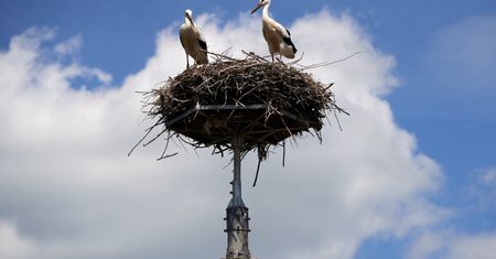 Nowa wiedza o bocianach. Wytwarzają... glebę