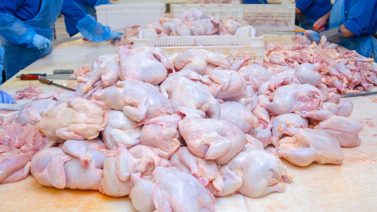 Chicken. Cutting shop of a poultry farm. Butcher is chopping a chicken
Chicken. Cutting shop of a poultry farm. Butcher is chopping a chicken.
Evgeniy Salov
meat, fresh, chicken, raw, butcher, food, ingredient, cut, uncooked, preparation, bird, kitchen, chop, cooking, knife, hand, background, meal, poultry, fillet, closeup, work, cutting, table, indoors, board, white, chopping, equipment, cook, dinner, eat, piece, industrial, industry, process, processing, production, row, market, shop, butchery, automated, butchered, business, profession, professional, production process, raw meat, factory