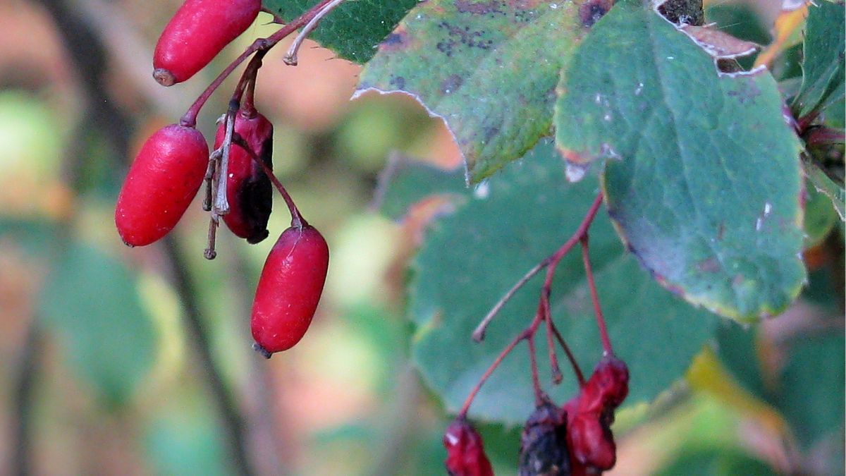 Ta roślina rośnie wszędzie i jest zdrowsza od cytryny. Odkryj el