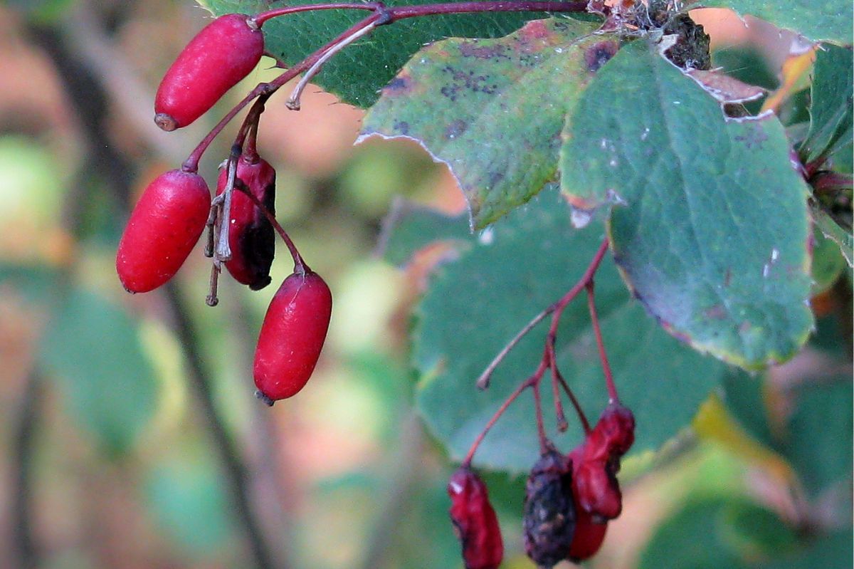 Berberitzen: Gesundheit aus der Natur und Kraft in der Küche