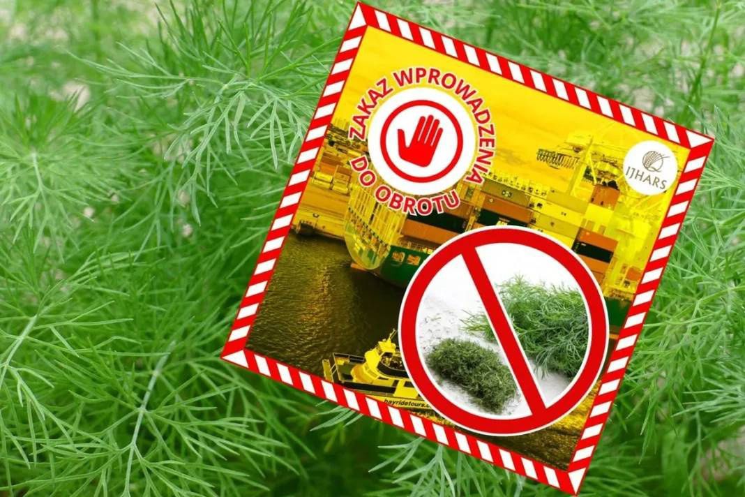 Egipski koperek zatrzymany przez IJHARS