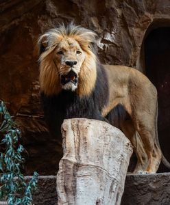 Dramat w Japonii. Pracownik zoo zabity przez lwa