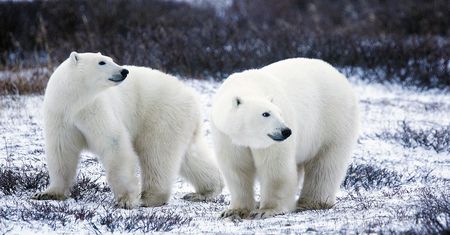 Fotograf kontra niedźwiedź polarny. Na szczęście nikt nie ucierpiał