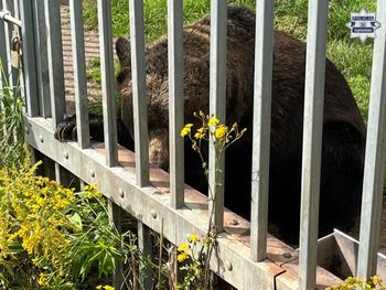 Przetrzymywał niedźwiedzia na swojej pasji. Jest zarzut dla 49-latka