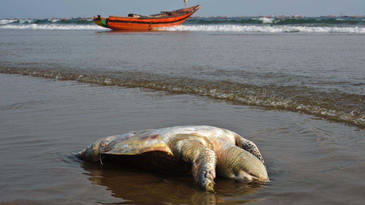 Coraz więcej martwych żółwi w Indiach 