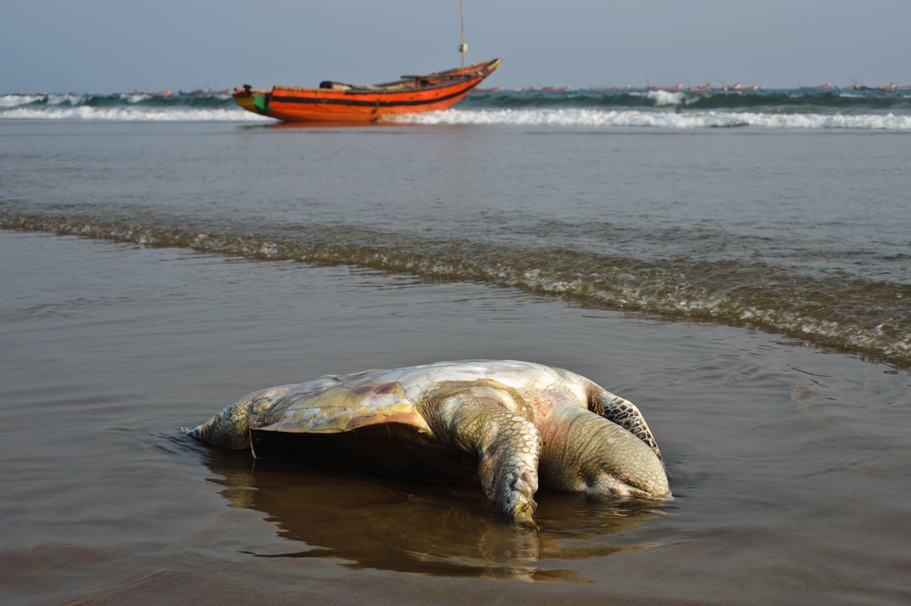 Alarm as over 1,100 dead turtles wash up in Tamil Nadu