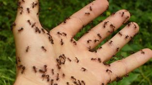 Twoje problemy z mrówkami znikną. Połącz te dwa składniki