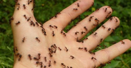 Twoje problemy z mrówkami znikną. Połącz te dwa składniki