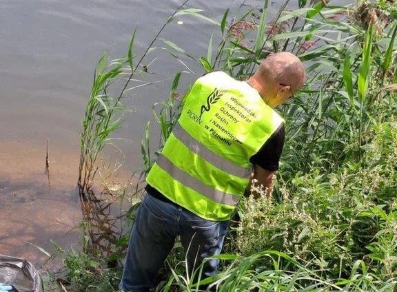 Alarm w Wielkopolsce. Groźna bakteria zagraża uprawom ziemniaka