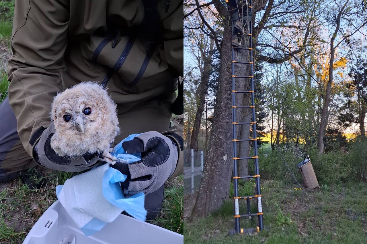 Powrót do dziupli. Niezwykła akcja ratunkowa sów