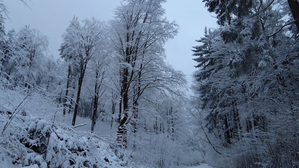 Leśnicy ostrzegają przed okiścią 