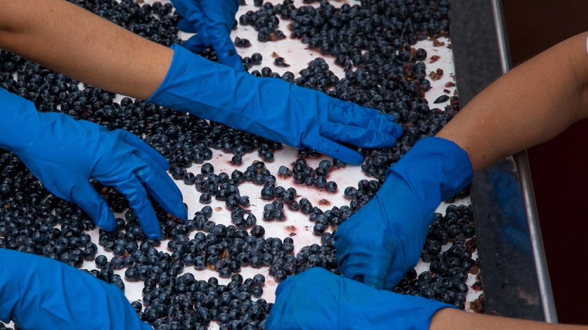 Winogrona na najzdrowsze owoce. Chronią przed rakiem i mogą wydłużyć życie