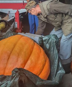 Szczecinek. Dynia-gigant robi furorę. To "dzieło" leśnika