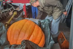Szczecinek. Dynia-gigant robi furorę. To "dzieło" leśnika