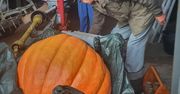 Szczecinek. Dynia-gigant robi furorę. To "dzieło" leśnika