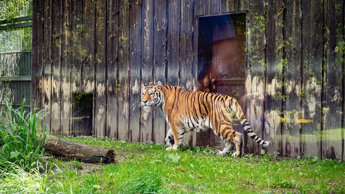 Tygrys o imieniu Tiber przyjechał z Pragi do Chorzowa