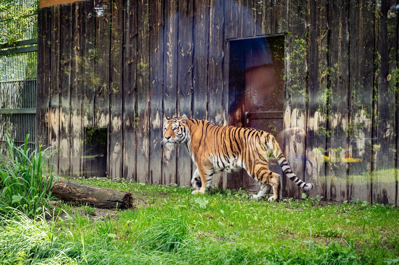 Przyjechał z Pragi. Chorzowskie zoo ma nowego mieszkańca